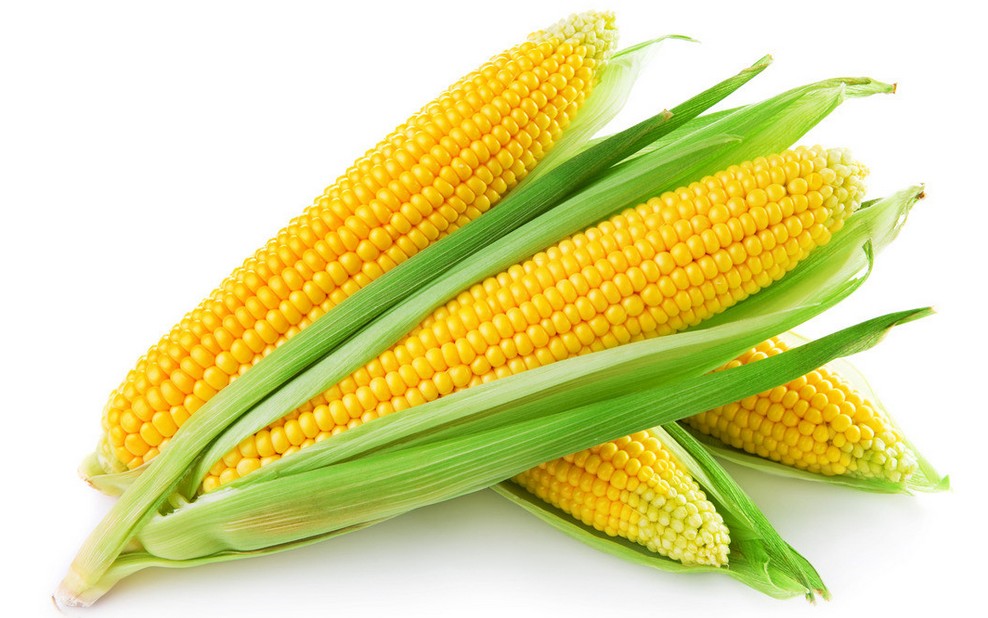 鹤壁哪里有便宜的玉米供应，厂家供应玉米