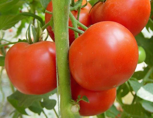 便宜的番茄，长屯村红雨粮食购销部供应