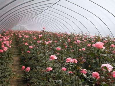花卉温室大棚报价_性价比高的花卉温室大棚就在富尔农业科技