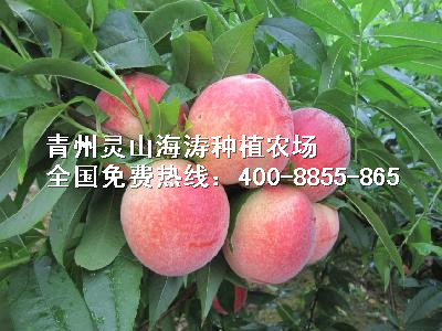 要买口碑好的金秋红蜜桃苗，灵山海涛种植是不二选择