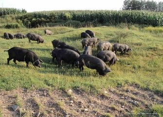 济宁性价比高的黑猪·厂家直销，山东黑猪养殖