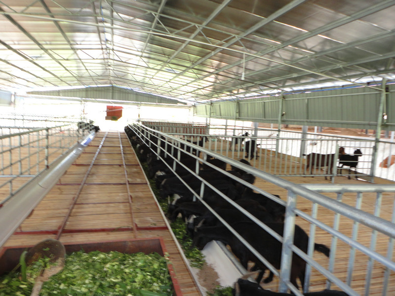 广西黑山羊养殖技术口碑一流 黑山羊养殖技术培训