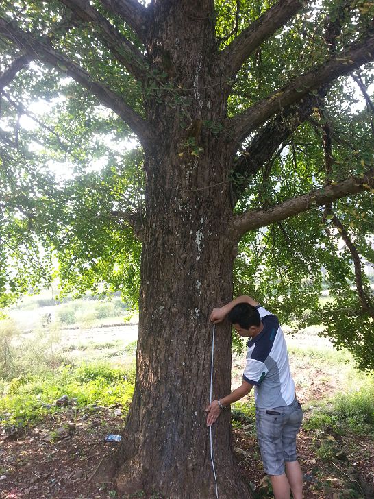 桂林白果树——报价合理的银杏树就在绿鑫隆苗木