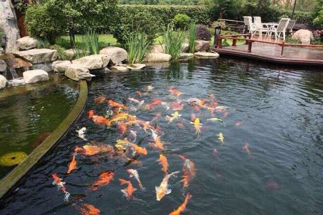 拱墅庭院鱼池设计 浙江价位合理的庭院鱼池供应