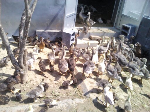 潍坊可信赖的大雁种苗提供商，大雁供应基地