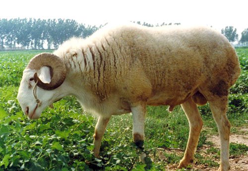 生产基地小尾寒羊，最好的小尾寒羊养殖中心倾力推荐
