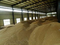 平顶山小麦批发，【荐】最好的小麦厂家供应
