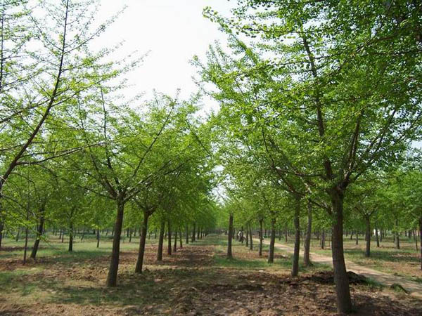 临沂口碑好的18公分银杏树厂家供应——昌平40公分银杏树