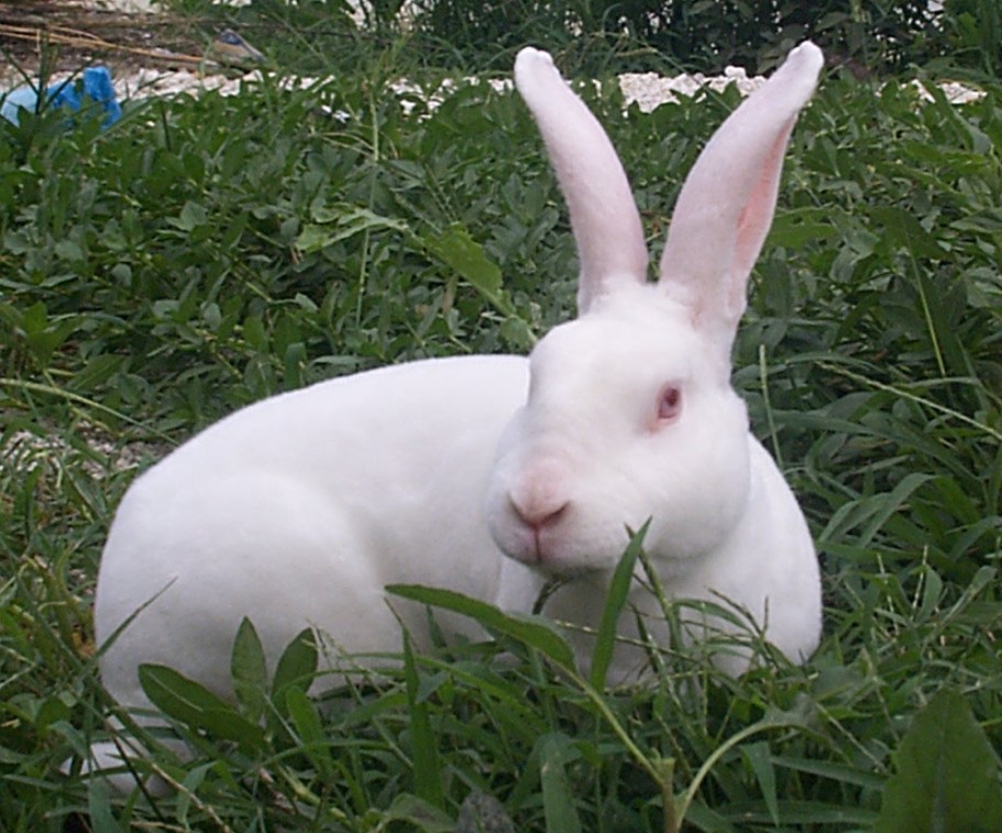 【獭兔养殖中心】推荐_獭兔去哪买