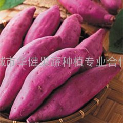 “鑫贡品”牌紫薯