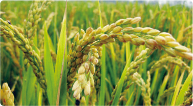 有机富硒原阳大米——地道原阳大米生产者