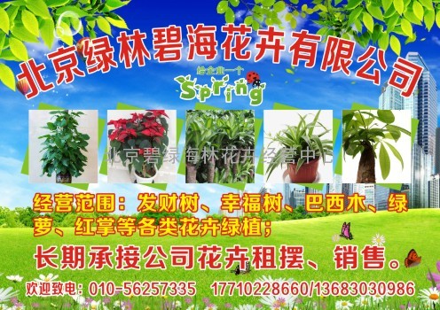 北京专业绿植租摆 植物租赁 办公室绿植 园林绿化