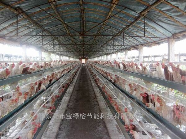 供应广东各地养猪厂养鸡场养牛场隔热反射膜