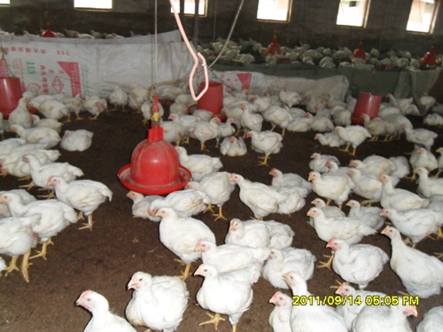 发酵床养鸡北方专用菌种干撒式发酵床菌种