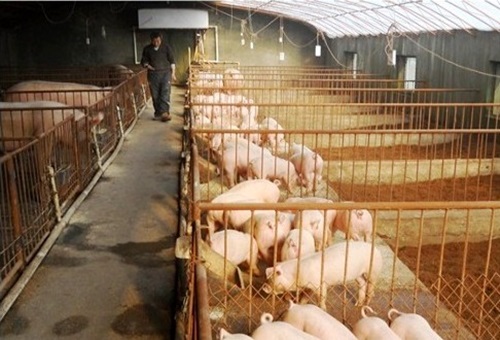 发酵床成本过高难题已解决东北发酵床养猪迎来新时代