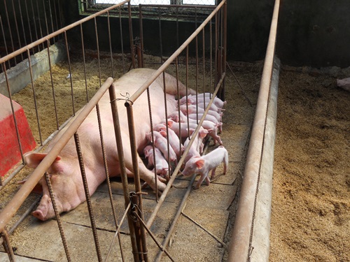 东北发酵床养猪专用高活性耐抗生素型发酵床菌种干撒式发酵床
