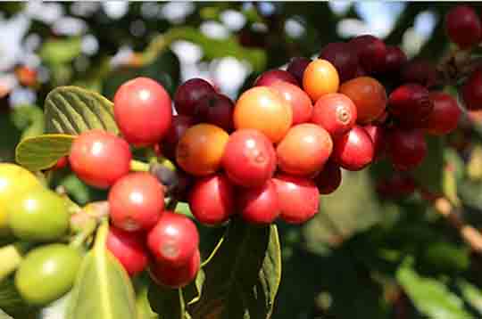 分装批发进口精品新鲜咖啡生豆子 微批豆进口咖啡豆一手货源
