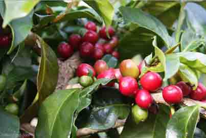 批发咖啡生豆原产地进口有机生豆精品咖啡生豆 秘鲁 禅茶玛悠