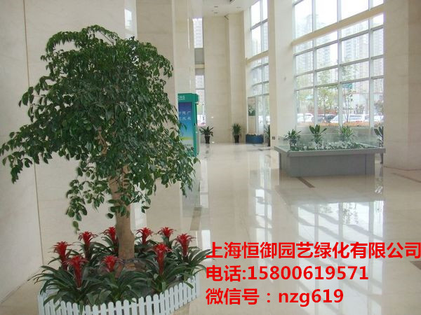 上海植物租赁与养护哪家好