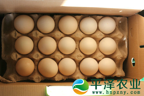 柴鸡蛋,土鸡蛋，绿壳蛋多少钱，价格， 绿色有机