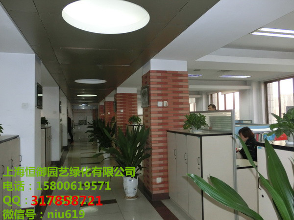 2015年上海最好的植物租赁与养护公司