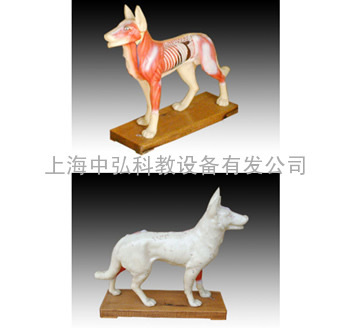 狗体针灸模型，犬体针灸模型