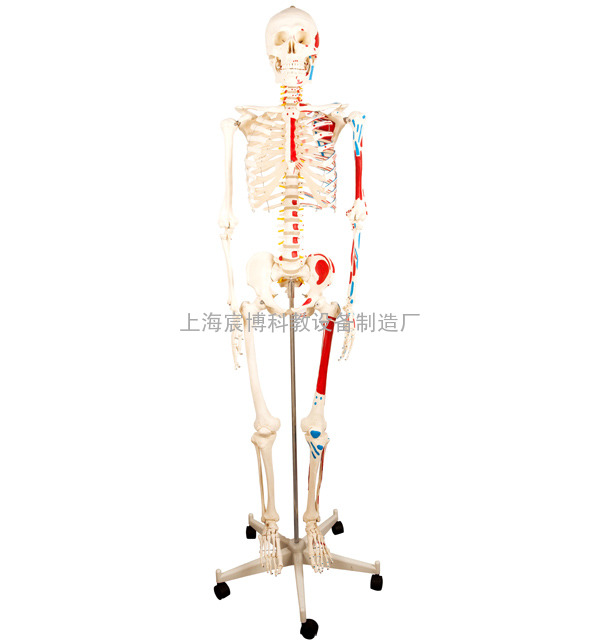 人体骨骼附半边肌肉着色模型170cm
