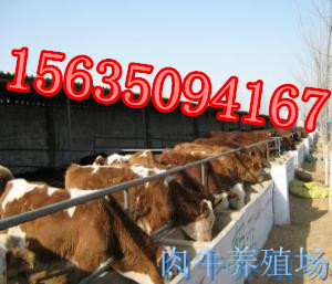 内蒙古牛犊价格