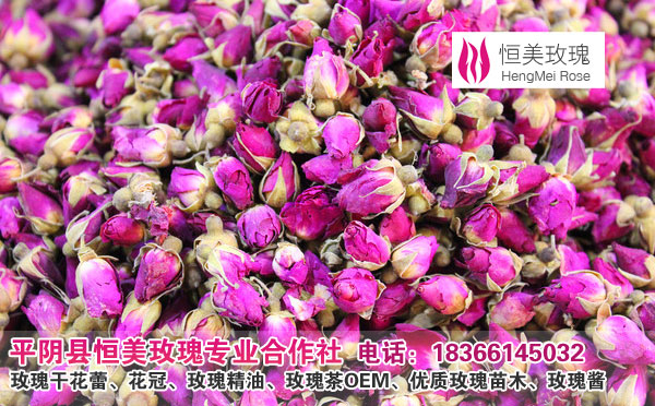 批发供应平阴玫瑰花茶|玫瑰干花蕾