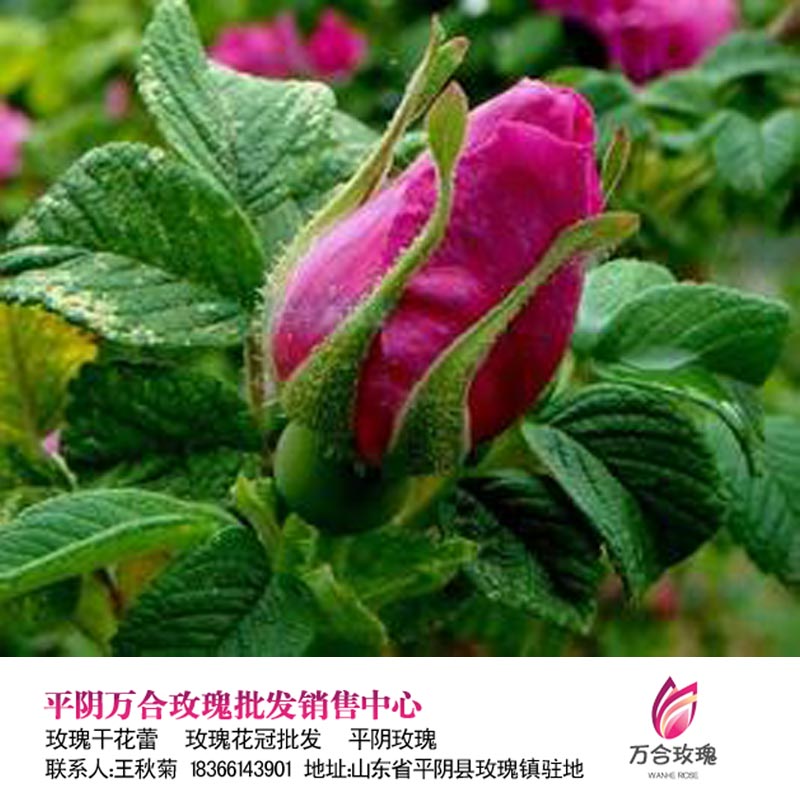 平阴玫瑰花茶的美容效果