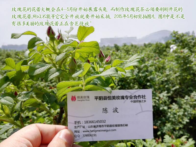 山东特产玫瑰花冠茶，一级玫瑰 