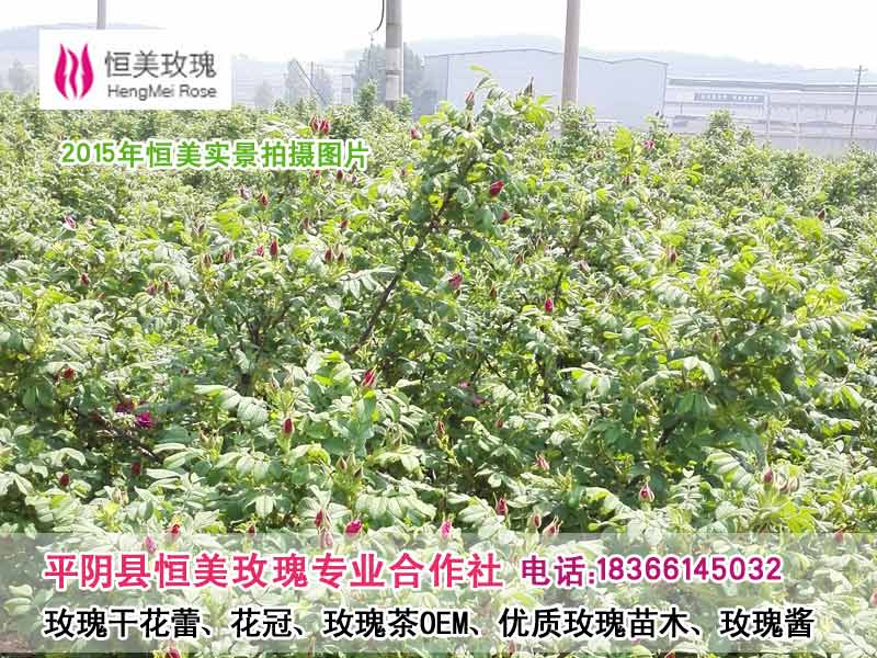 【精品推荐】供应优质山东特级花果茶-平阴玫瑰