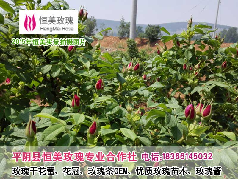 散装山东平阴玫瑰花茶