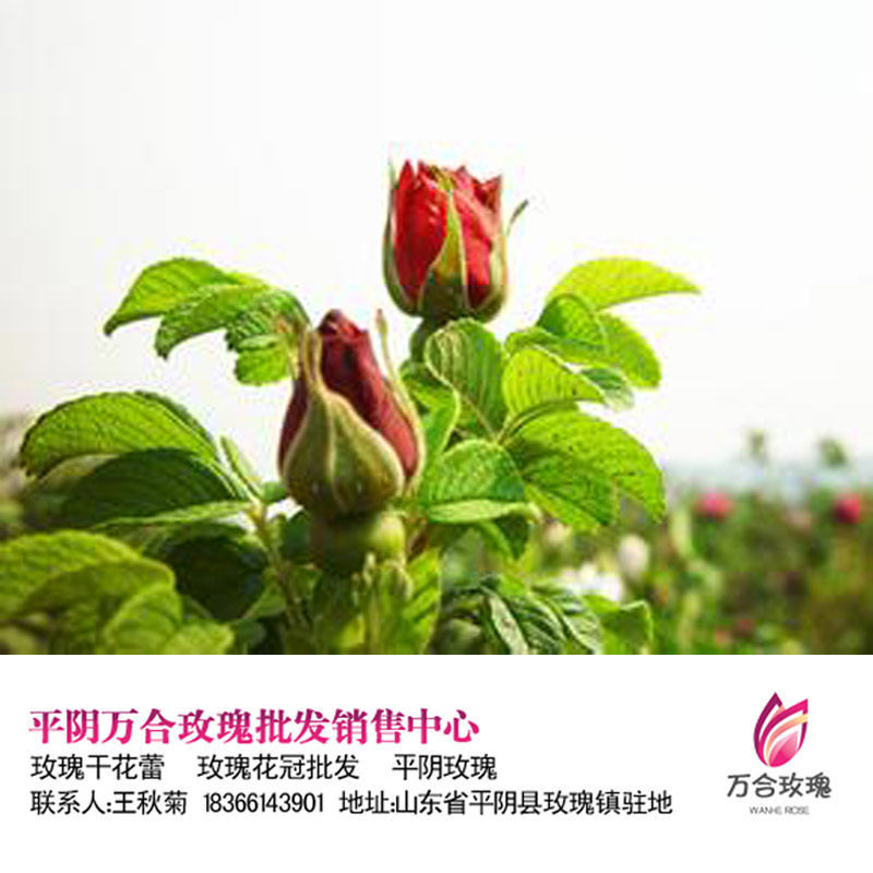 平阴玫瑰无硫烘干花冠茶功效