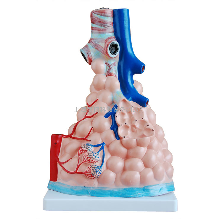 肺泡放大模型,消化呼吸系统模型