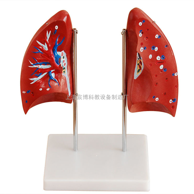 肺解剖模型,消化呼吸系统模型