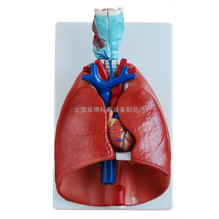 喉、心、肺模型,消化呼吸系统模型