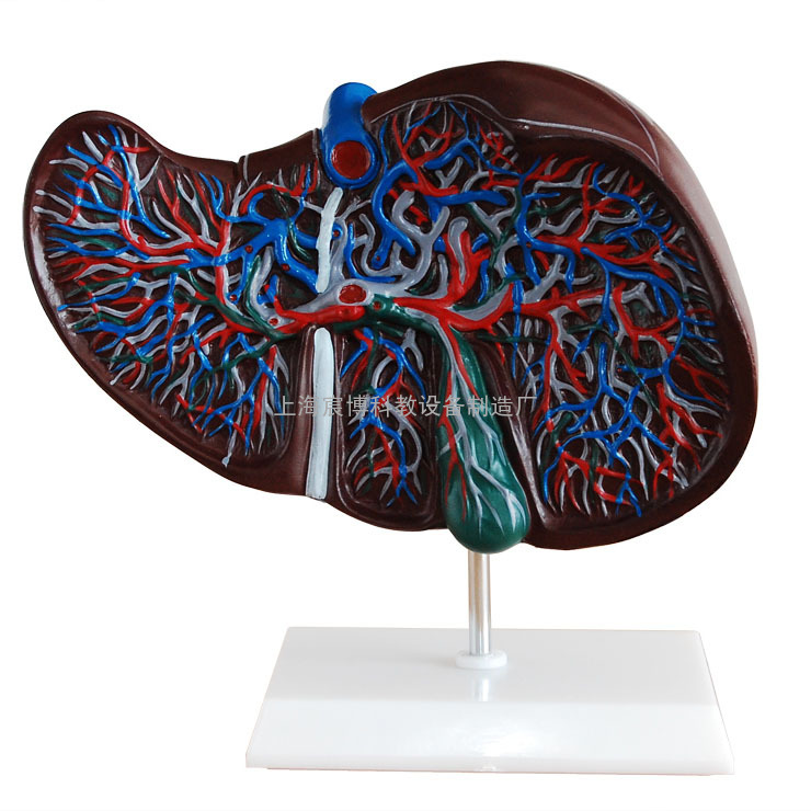肝解剖模型,消化呼吸系统模型