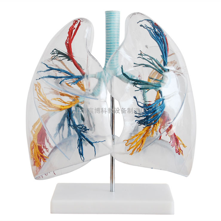 透明肺段模型,消化呼吸系统模型