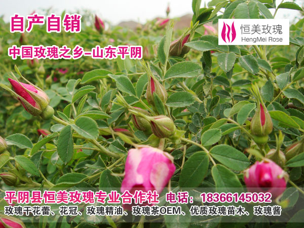 特级山东平阴玫瑰花茶OEM贴牌代加工