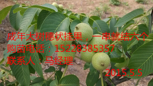 川早2号核桃苗种植方法，川早2号核桃苗免费提供种植技术