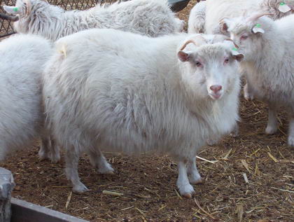 绒山羊养殖