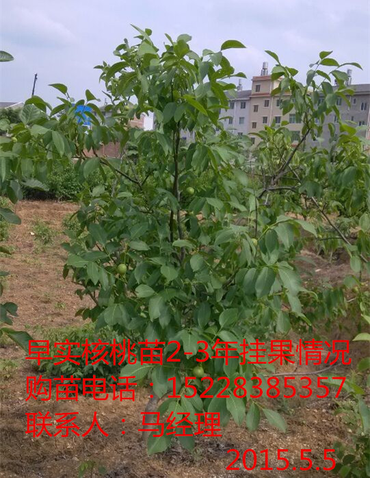  湖南核桃苗种植方法，湖南核桃苗技术，核桃苗病虫防治