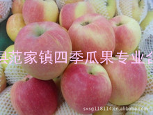 陕西大荔县早熟苹果价格品种行情