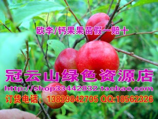 供野生水果珍品—欧李钙果种苗