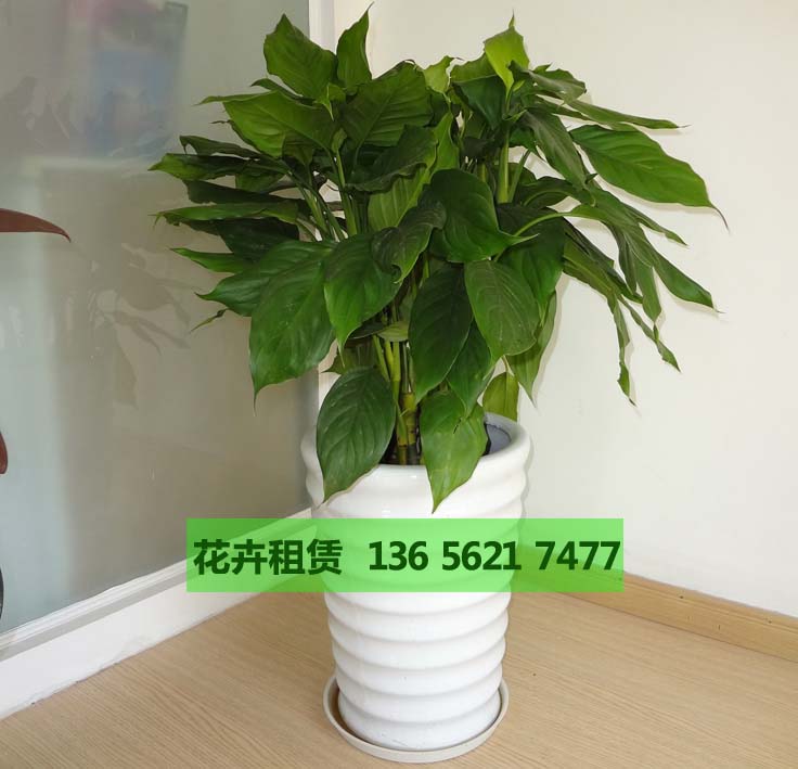 昆山绿植租摆  昆山出租绿色植物