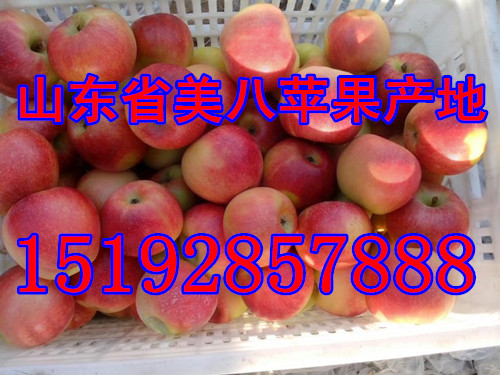 山东苹果价格