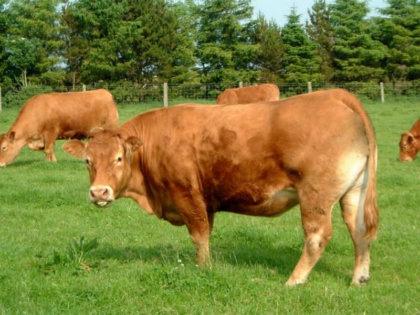 纯种西门塔尔牛养殖基地供应改良架子牛 育肥牛犊 厂家直销