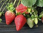 四季草莓苗多少钱 草莓苗价格