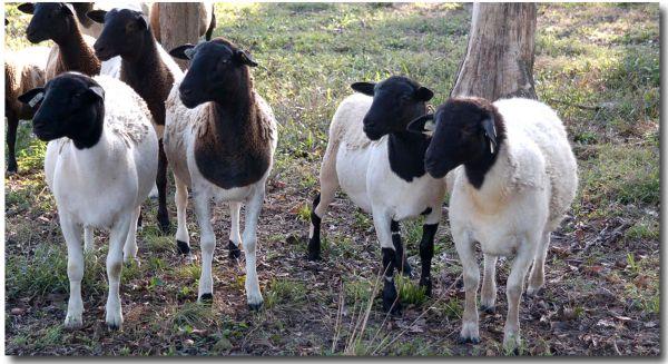 杜泊羊经济效益和社会效益